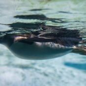 Beneath the Wake: The Secret Marine Life Thriving in Sydney Harbour