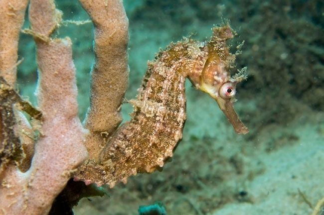 A seahorse clings to underwater growth in a marine habitat